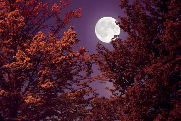 Autumn full moon and red leaves