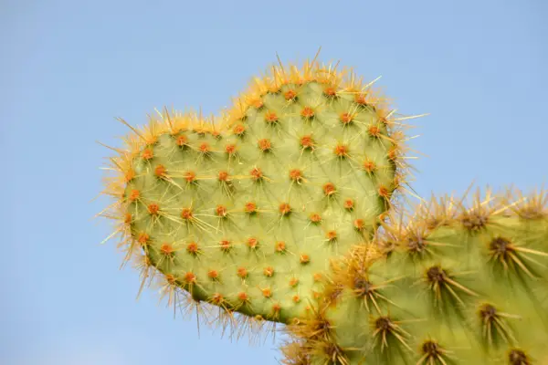 Cactus in heart shape, Opuntia scheeri -Opuntia scheeri-, Spain