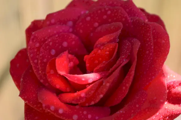dew drops on rose petals