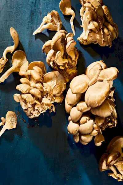 Výtažky z hub jsou trendy v produktech péče o pleť z velmi dobrého důvodu