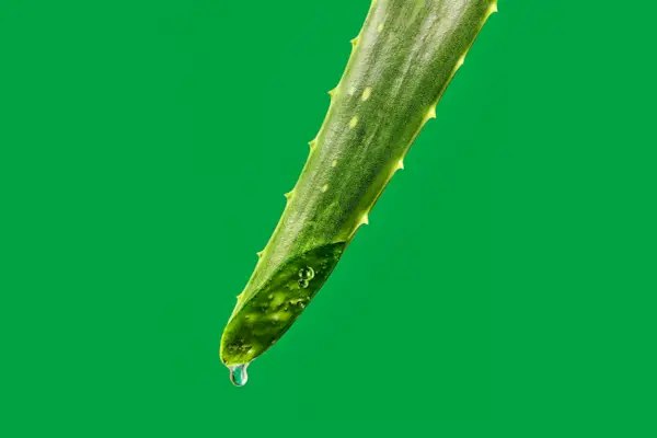 8 úžasných výhod a použití Aloe Vera