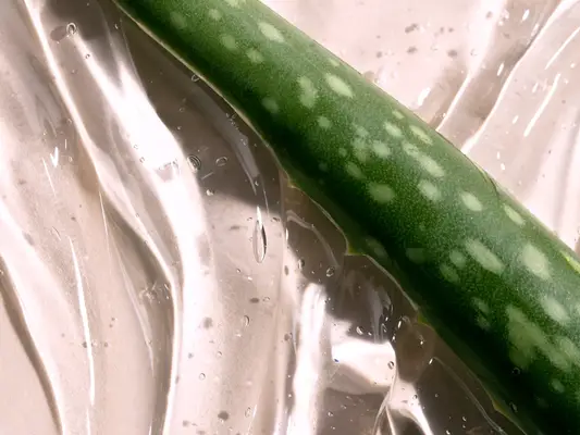Aloe vera leaf in aloe vera gel against a pink background