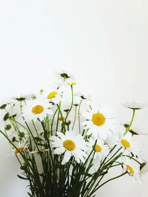 chamomile flowers