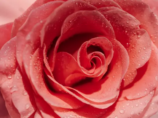 close up of pink rose with water droplets on petals