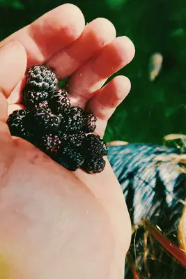 handful of blackberries