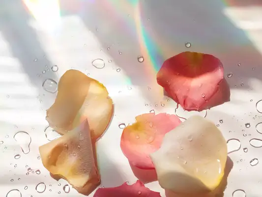 Rose petals and water drops on a white background.