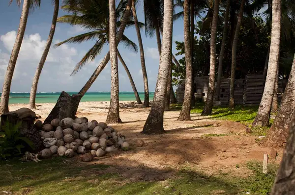 Pile of coconuts and palm trees on beach at Little Corn Island, Nicaragua.