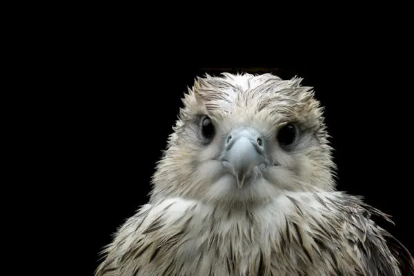 Das Beobachten dieser bezaubernden Adlerbabys, wenn Sie arbeiten sollten, könnte einfach gesundheitliche Vorteile haben