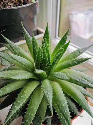 aloe vera plant