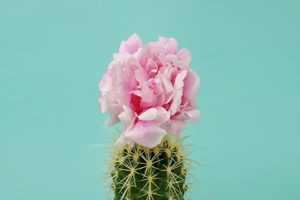 Pink, Cactus, Flower, Plant, Petal, Terrestrial plant, Thorns, spines, and prickles, Wildflower, Flowering plant, Hedgehog cactus, 