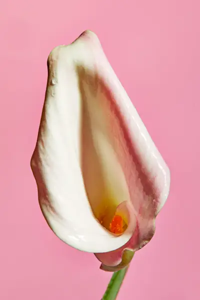 clitoris flower