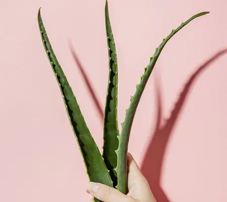 aloe leaves against pink background