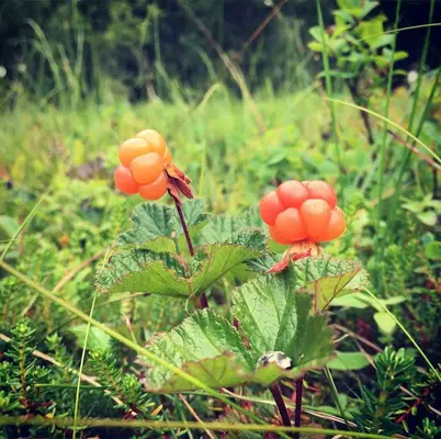 Precious Cloudberry