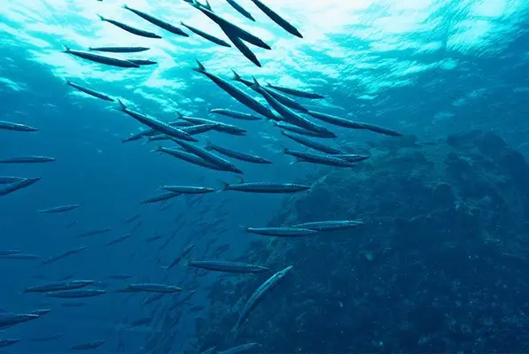 Underwater view of fish in the sea
