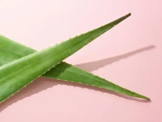 aloe vera plant on pink background