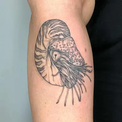 close up of nautilus seashell in black ink with sea creature inside